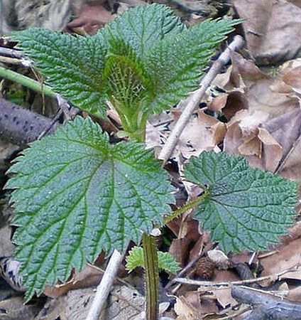 stinging nettles